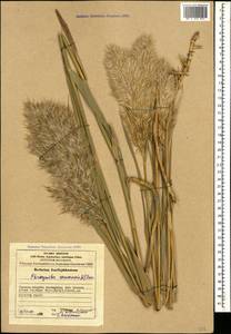 Тростник южный, Тростник обыкновенный (Cav.) Trin. ex Steud., Кавказ, Азербайджан (K6) (Азербайджан)