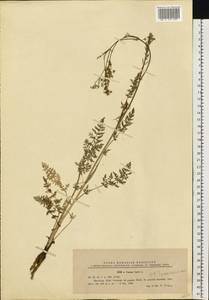 Тмин обыкновенный L., Восточная Европа, Западно-Украинский район (E13) (Украина)