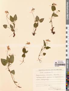 Фиалка высокая Fr., Восточная Европа, Северный район (E1) (Россия)