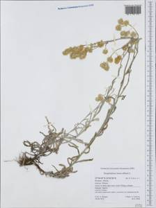 Helichrysum luteoalbum (L.) Rchb., Западная Европа (EUR) (Греция)