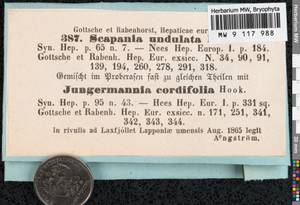 Scapania undulata (L.) Dumort., Гербарий мохообразных, Мхи - Западная Европа (BEu) (Швеция)