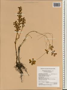 Фелипанхе ветвистая (L.) Pomel, Зарубежная Азия (ASIA) (Кипр)