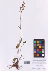 Щавель кислый L., Восточная Европа, Московская область и Москва (E4a) (Россия)