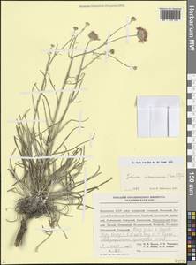 Наголоватка предкавказская (Sosn.) Iljin, Кавказ, Дагестан (K2) (Россия)