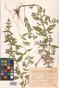 MHA 0 154 272, Пикульник ладанниковый L., Восточная Европа, Средневолжский район (E8) (Россия)