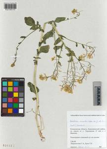 KUZ 005 512, Сурепка дуговидная (Opiz ex J.Presl & C.Presl) Rchb., Сибирь, Алтай и Саяны (S2) (Россия)