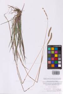 Тимофеевка степная (L.) H.Karst., Восточная Европа, Московская область и Москва (E4a) (Россия)