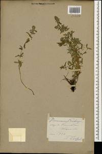 Thymus pannonicus All., Кавказ, Ставропольский край, Карачаево-Черкесия, Кабардино-Балкария (K1b) (Россия)