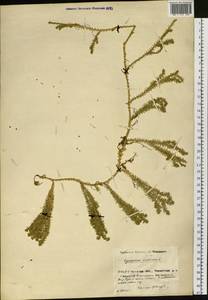 Spinulum annotinum subsp. annotinum, Сибирь, Прибайкалье и Забайкалье (S4) (Россия)