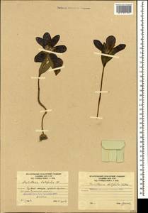 Рябчик широколистный Willd., Кавказ, Южная Осетия (K4b) (Южная Осетия)