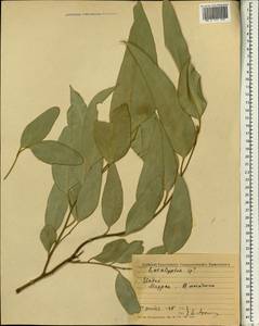 Eucalyptus, Зарубежная Азия (ASIA) (Индия)