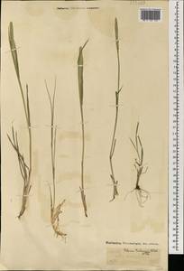 Тимофеевка степная (L.) H.Karst., Монголия (MONG) (Монголия)