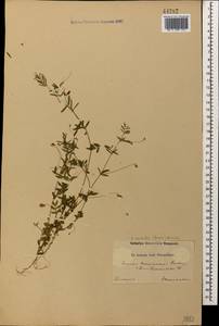 Vicia lenticula (Hoppe) Janka, Кавказ (без точных местонахождений) (K0)