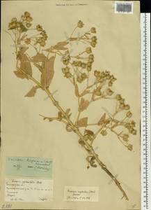 Gypsophila vaccaria (L.) Sm., Восточная Европа, Нижневолжский район (E9) (Россия)