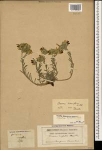 Оносма мелкоцветковая Willd., Кавказ, Грузия (K4) (Грузия)