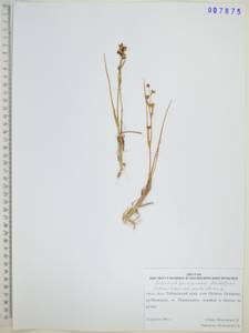 Шейхцерия болотная L., Сибирь, Дальний Восток (S6) (Россия)