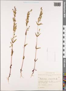 Горечавочка горьковатая (L.) Börner, Сибирь, Алтай и Саяны (S2) (Россия)