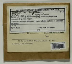 Aulacomnium turgidum (Wahlenb.) Schwägr., Гербарий мохообразных, Мхи - Красноярский край, Тыва и Хакасия (B17) (Россия)