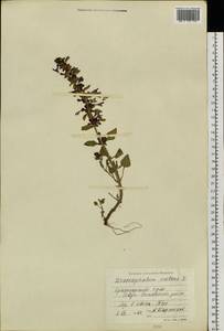 Змееголовник поникший L., Сибирь, Центральная Сибирь (S3) (Россия)