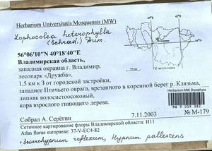 Lophocolea heterophylla (Schrad.) Dumort., Гербарий мохообразных, Мхи - Центральное Нечерноземье (B6) (Россия)