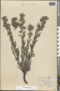 Оносма многоцветная Klokov, Восточная Европа, Ростовская область (E12a) (Россия)