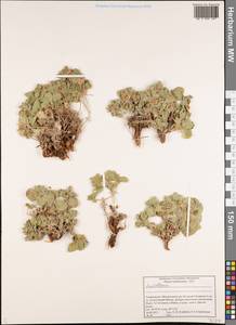 Шлемник, Средняя Азия и Казахстан, Памир и Памиро-Алай (M2) (Таджикистан)