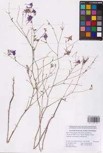 Delphinium consolida subsp. divaricatum (Ledeb.) A.Nyár., Восточная Европа, Нижневолжский район (E9) (Россия)
