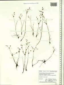 Juncus articulatus subsp. limosus (Worosch.) Worosch., Сибирь, Прибайкалье и Забайкалье (S4) (Россия)