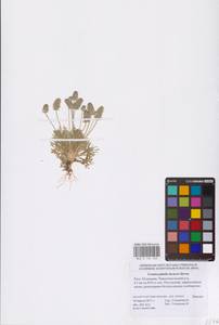 Ceratocephala falcata subsp. incurva (Steven) Chrtek & Chrtková, Восточная Европа, Нижневолжский район (E9) (Россия)