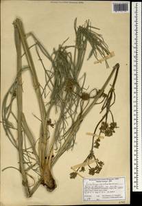 Ferulago carduchorum Boiss. & Hausskn., Зарубежная Азия (ASIA) (Иран)