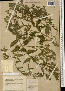 Nepeta ucranica subsp. parviflora (M.Bieb.) M.Masclans de Bolos, Кавказ, Краснодарский край и Адыгея (K1a) (Россия)