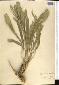 Lepidium paniculatum (Regel & Schmalh.) Al-Shehbaz, Средняя Азия и Казахстан, Памир и Памиро-Алай (M2) (Узбекистан)