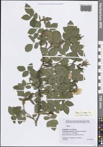 Шиповник сизый Sm., Восточная Европа, Центральный район (E4) (Россия)