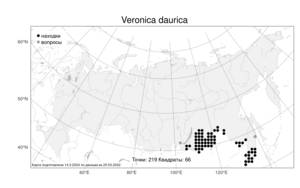 Veronica daurica, Вероника даурская Steven, Атлас флоры России (FLORUS) (Россия)