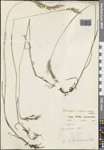 Костер береговой Rehmann, Кавказ, Северная Осетия, Ингушетия и Чечня (K1c) (Россия)