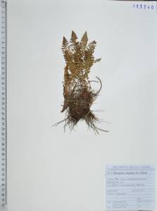 Щитовник пахучий (L.) Schott, Сибирь, Дальний Восток (S6) (Россия)