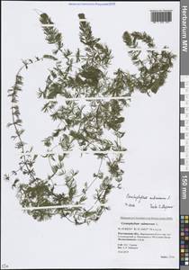 Роголистник светло-зеленый L., Восточная Европа, Ростовская область (E12a) (Россия)