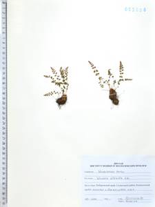 Вудсия головатая, Вудсия гладковатая R.Br., Сибирь, Дальний Восток (S6) (Россия)