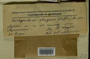 Eurhynchiastrum pulchellum (Hedw.) Ignatov & Huttunen, Гербарий мохообразных, Мхи - Дальний Восток (без Чукотки и Камчатки) (B20) (Россия)
