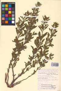 MHA 0 159 651, Норичник скальный M. Bieb. ex Willd., Восточная Европа, Нижневолжский район (E9) (Россия)