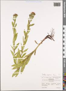Pentanema salicinum subsp. asperum (Poir.) Mosyakin, Восточная Европа, Средневолжский район (E8) (Россия)