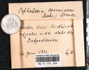 Fuscocephaloziopsis connivens (Dicks.) Váňa & L. Söderstr., Гербарий мохообразных, Мхи - Западная Европа (BEu) (Германия)