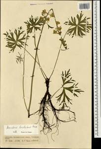 Борец бородатый Patrin ex Pers., Монголия (MONG) (Монголия)