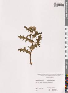 Крестовник обыкновенный L., Сибирь, Чукотка и Камчатка (S7) (Россия)