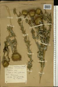 Lophiolepis serrulata (M. Bieb.) Del Guacchio, Bures, Iamonico & P. Caputo, Восточная Европа, Ростовская область (E12a) (Россия)