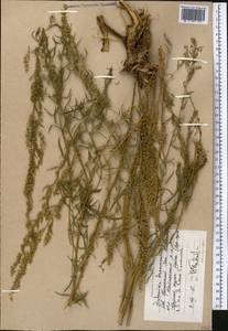 Полынь эстрагон L., Средняя Азия и Казахстан, Прикаспийский Устюрт и Северное Приаралье (M8) (Казахстан)