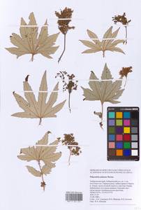 Filipendula digitata (Willd.) Bergmans, Сибирь, Дальний Восток (S6) (Россия)