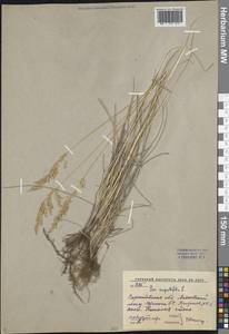 Мятлик узколистный L., Восточная Европа, Нижневолжский район (E9) (Россия)