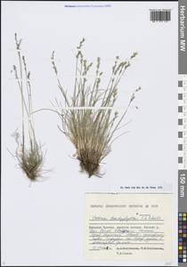 Овсяница коротколистная Schult. & Schult.f., Сибирь, Чукотка и Камчатка (S7) (Россия)
