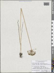 Лук обманчивый Fisch. ex Schult. & Schult.f., Восточная Европа, Центральный лесостепной район (E6) (Россия)